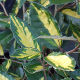 Elaeagnus pungens Maculata