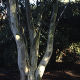 Eucalyptus dalrympleana (3lt)