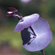 Eucalyptus perriniana (3lt)