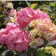 Hydrangea Preziosa