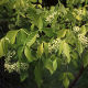 Ptelea trifoliata Aurea (3lt)