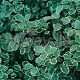 Pittosporum argyrophyllum