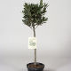 Laurus Nobilis (1/4std) 