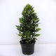 Laurus Nobilis Pyramid (50cm) 