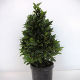 Laurus Nobilis Pyramid (80cm) 