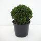 Buxus sempervirens Ball (25cm)