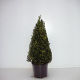 Buxus sempervirens Pyramid (50cm/60cm) 