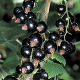 Blackcurrant ben Lomond (4lt)