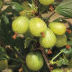 Gooseberry careless