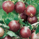 Gooseberry hinnonmaki Red