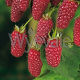 Hybridberry tayberry