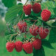 Raspberry glen Clova