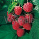 Raspberry malling Admiral