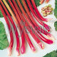 Rhubarb Timperley Early 