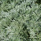 Artemisia Powys castle