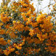 Berberis darwinii