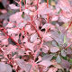 Berberis Rose Glow