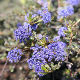 Ceanothus Blue Sapphire