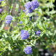 Ceanothus Concha (3ft cane)