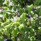 Corylus avellana Contorta
