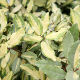 Elaeagnus pungens Frederici