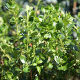 Escallonia Red Elf (24in. cane)