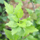 Hibiscus syriacus Dorothy Crane