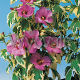 Hibiscus syriacus Meethanii