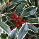 Ilex aquifolium Handsworth New Silver