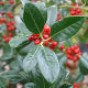 Ilex aquifolium J.C Van Tol