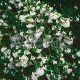Osmanthus delavayi