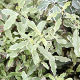 Pittosporum eng Variegata