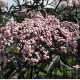 Sambucus nigra Black Lace