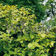 Viburnum opulus Aureum