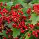 Viburnum opulus Compactum