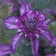 Clematis Cassis (2.5lt)