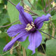 Clematis Petit Faucon (2.5lt)