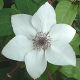 Clematis Florida Pistachio (2.5lt)