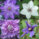 Clematis collection (4 pack)