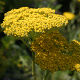 Achillea filipendulina Cloth of Gold (3 pack)