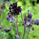 Aquilegia vulgaris Black Barlow (3 pack)
