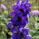 Delphinium Black Knight (3 pack)