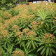 Euphorbia Mellifera - Honey spurge (3lt)