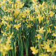 Narcissus Hawera (12 bulb pack)