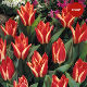 Tulip pinocchio (8 bulb pack)