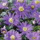 Anemone Blanda Blue (15 bulb pack)