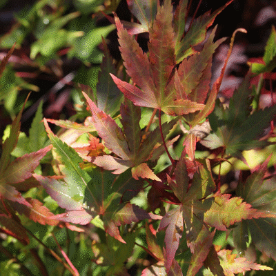 Ornamental Trees