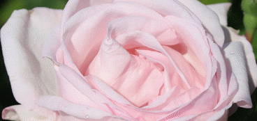 Bridgemere Roses