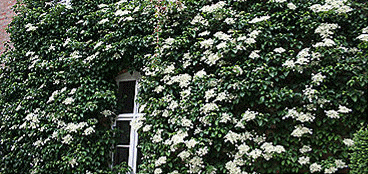 Clematis & Climbers
