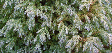 Conifers